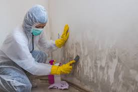 Best Commercial Mold Inspection  in Clayton, GA